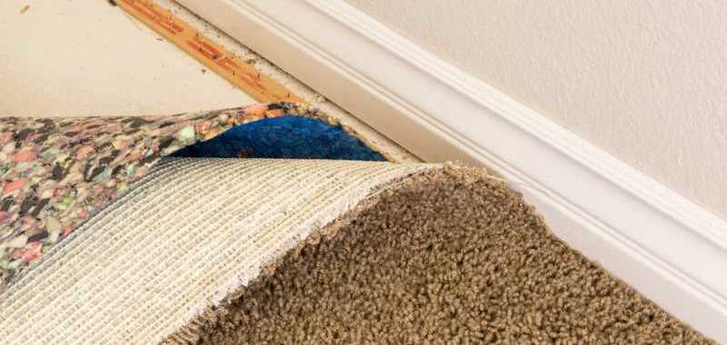 Identifying and Preventing Mold Growth in Your Carpet