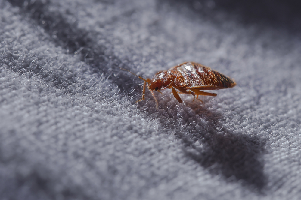 Here are Some of the Nasty Insects That Can Live In Your Carpets